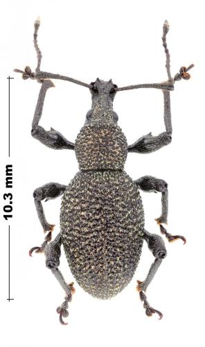Otiorhynchus tiflensis